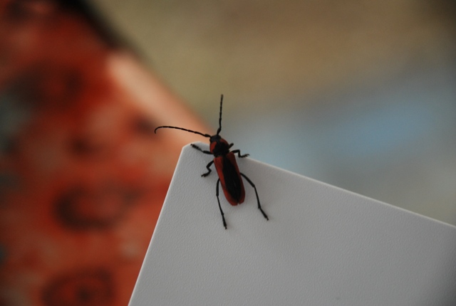 Purpuricenus globulicollis (Cerambycidae)